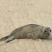 2018 Seal on beach